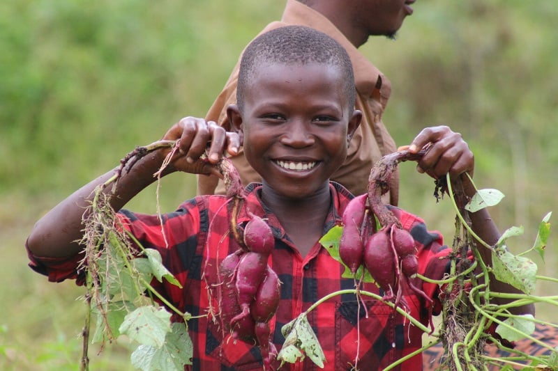 Boy holds up harvested sweet potatoes in Sierra Leone, smiling.