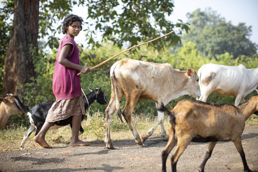 A teenage girl herds cattle in India while looking at camera.