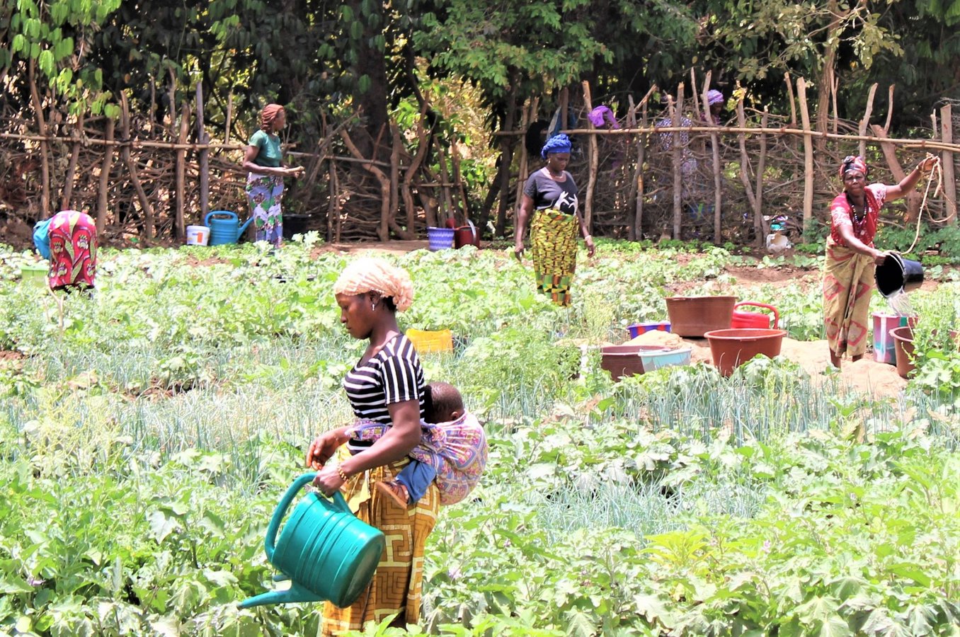 Mothers pick crops in a field in Guinea.