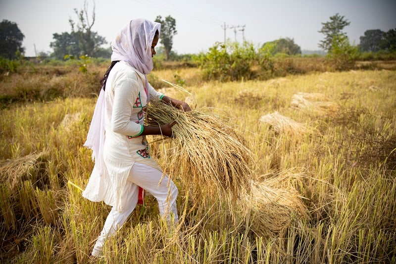 Young girl works in the rice fields in India.