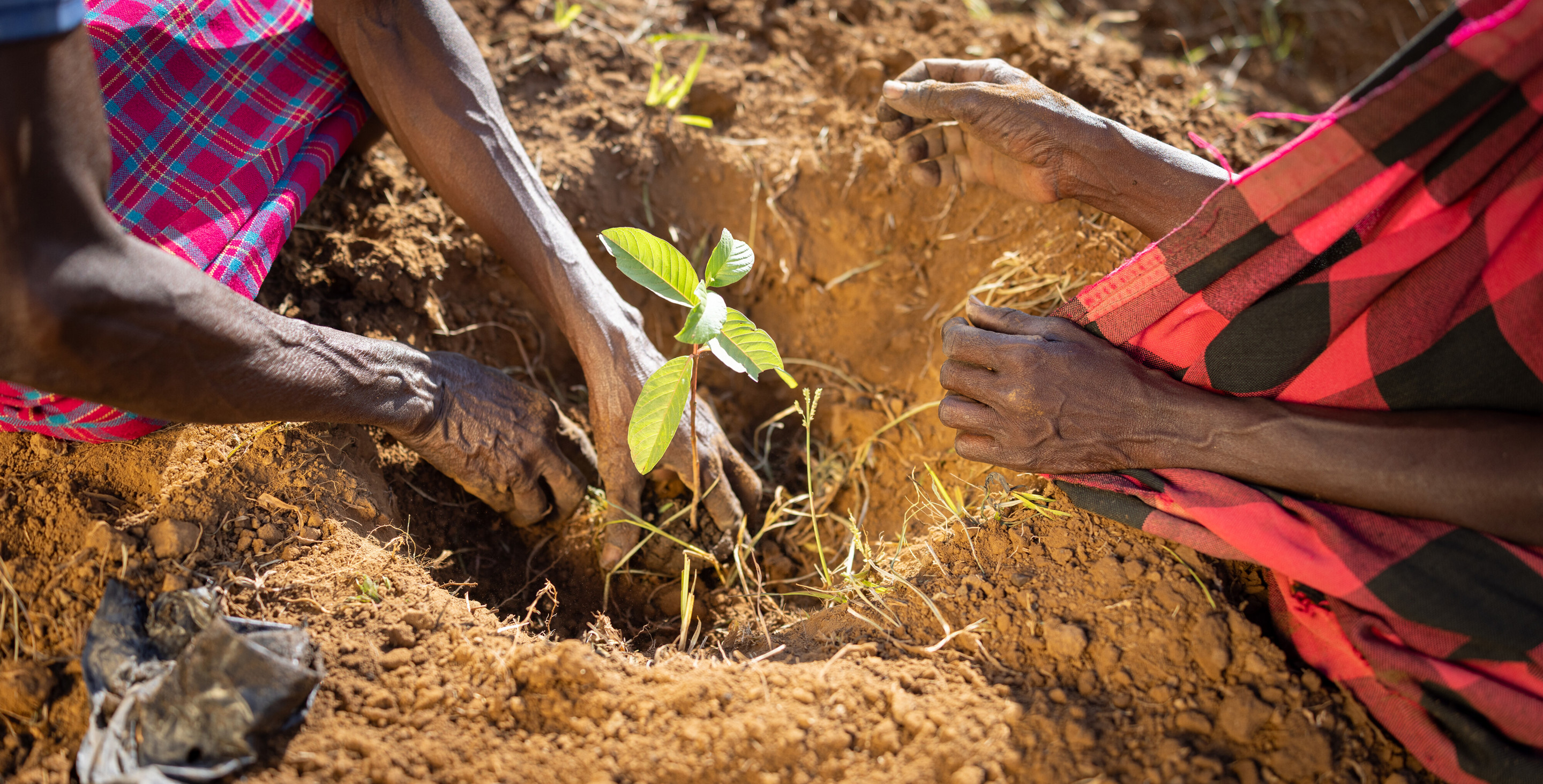 Planting trees in Kenya