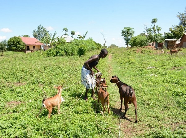 Young woman herds goats in Uganda.