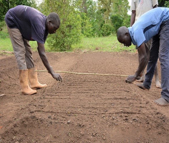 Men sow seeds in Uganda.