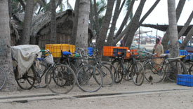 Image of bikes used to take the fish to sell at the market