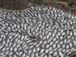 Image of the the day's catch for fishermen in India