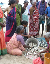 Image of women sorting fish