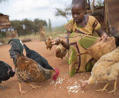 A_Chicken_Farm_with_50_Chicks