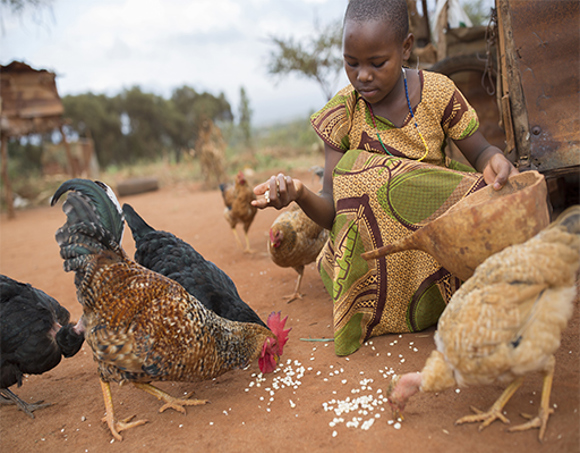 A_Chicken_Farm_with_50_Chicks