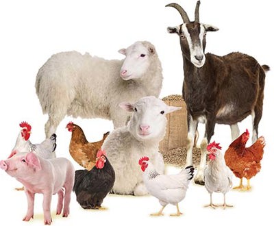 Digital_Starter_Farm_WITH_Piglet_PictureResize