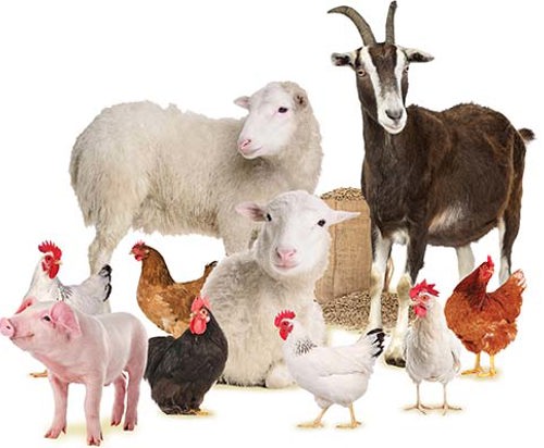 Digital_Starter_Farm_WITH_Piglet_PictureResize