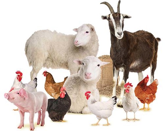 Digital_Starter_Farm_WITH_Piglet_PictureResize