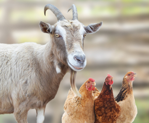 FY24 RGC goatandchickens