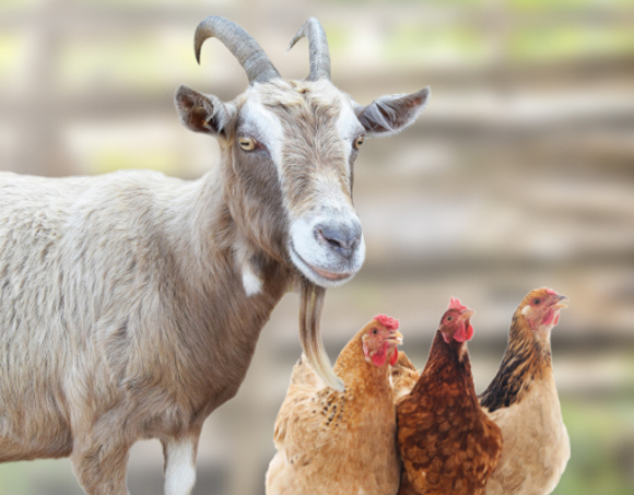 FY24 RGC goatandchickens