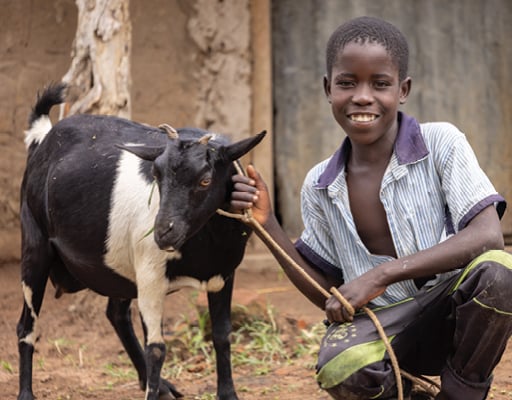 Breeding Pair of Goats
