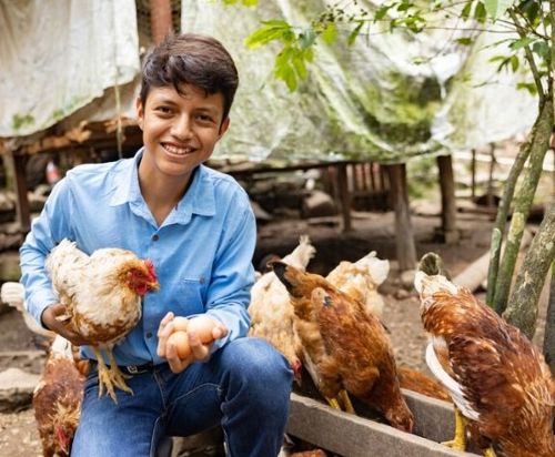 FY27Catalog50Chickens_68790_1015
