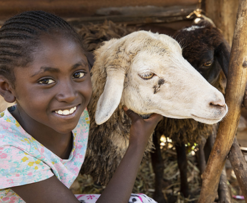 Two_Sheep_for_Family