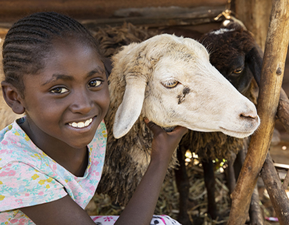 Two_Sheep_for_Family