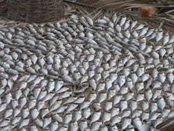 Image of the the day's catch for fishermen in India