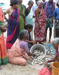 Image of women sorting fish