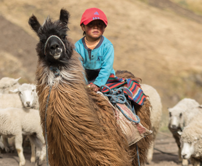 FY27 llama