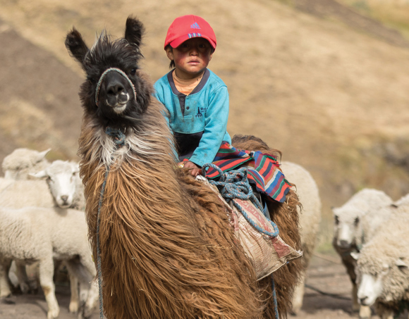 FY27 llama
