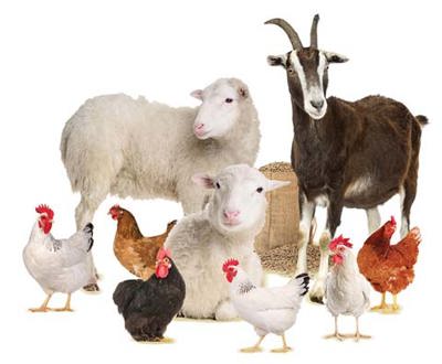 Starter-Farm