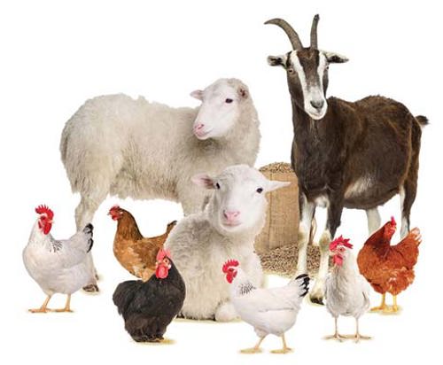 Starter-Farm