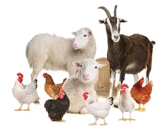 Starter-Farm